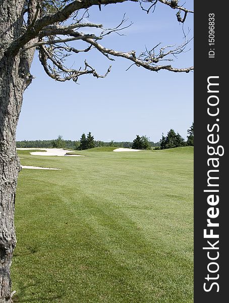 Tree frames the golf green and fairway. Tree frames the golf green and fairway