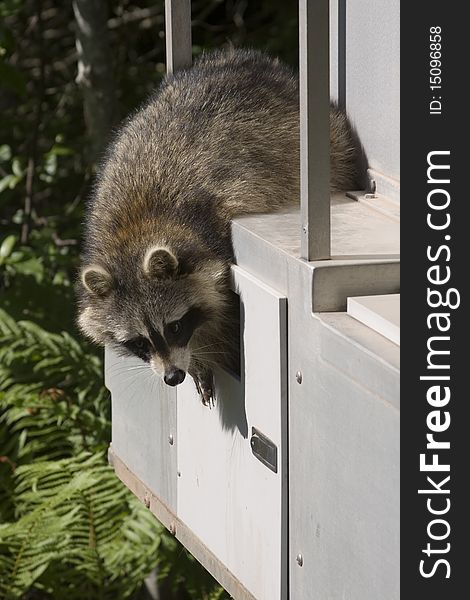 Wild raccoon sitting on a wagon outdoors