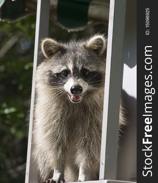 Wild raccoon sitting on a wagon outdoors