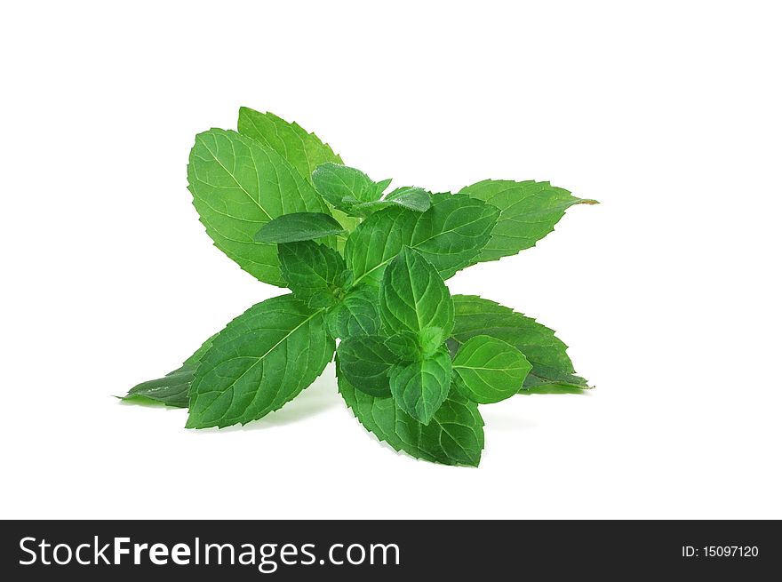 The branch of fresh mint is isolated on a white background
