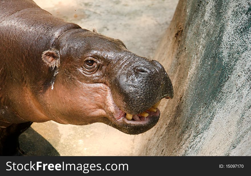 Big Himalaya Hippo in zoo