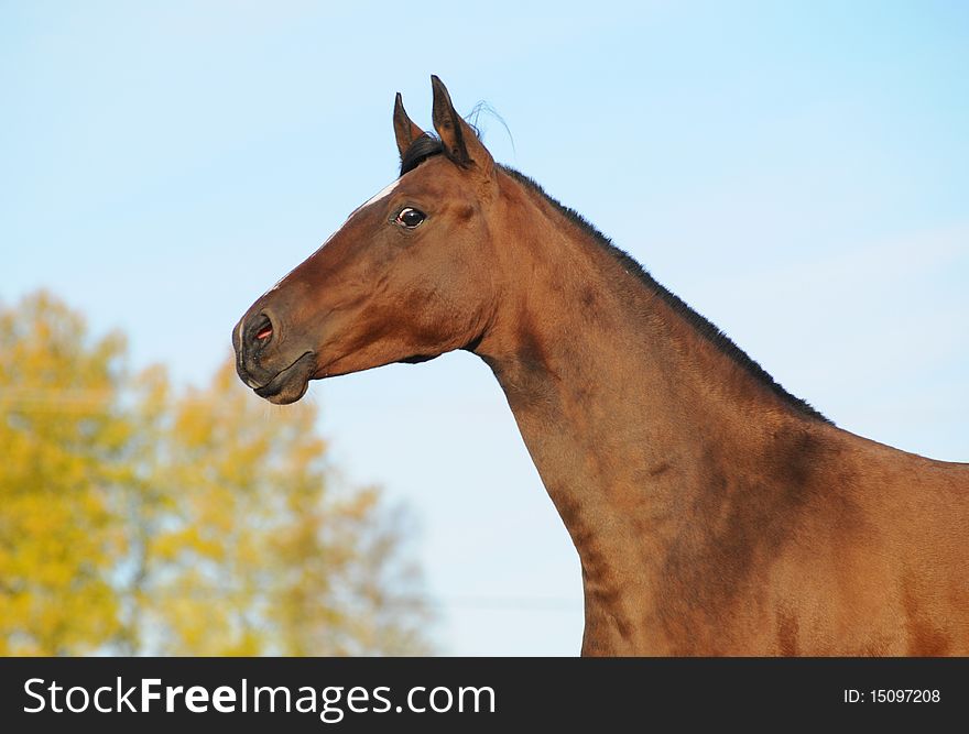 Portrait of a bay horse in the autumn a sunny day. Portrait of a bay horse in the autumn a sunny day