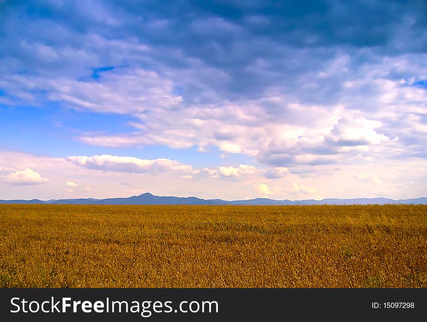 Wheat field with blue sky, clouds and mountains in the distance. Wheat field with blue sky, clouds and mountains in the distance.