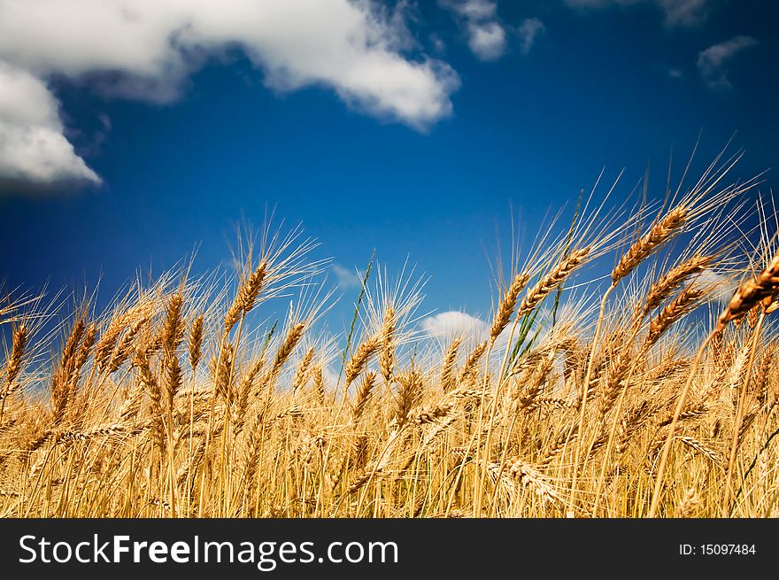 Golden, ripe wheat in the blue sky background. Golden, ripe wheat in the blue sky background.