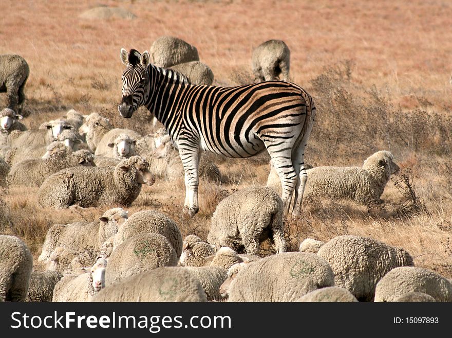 A plains zebra acting as a shepherd to a flock of sheep. A plains zebra acting as a shepherd to a flock of sheep