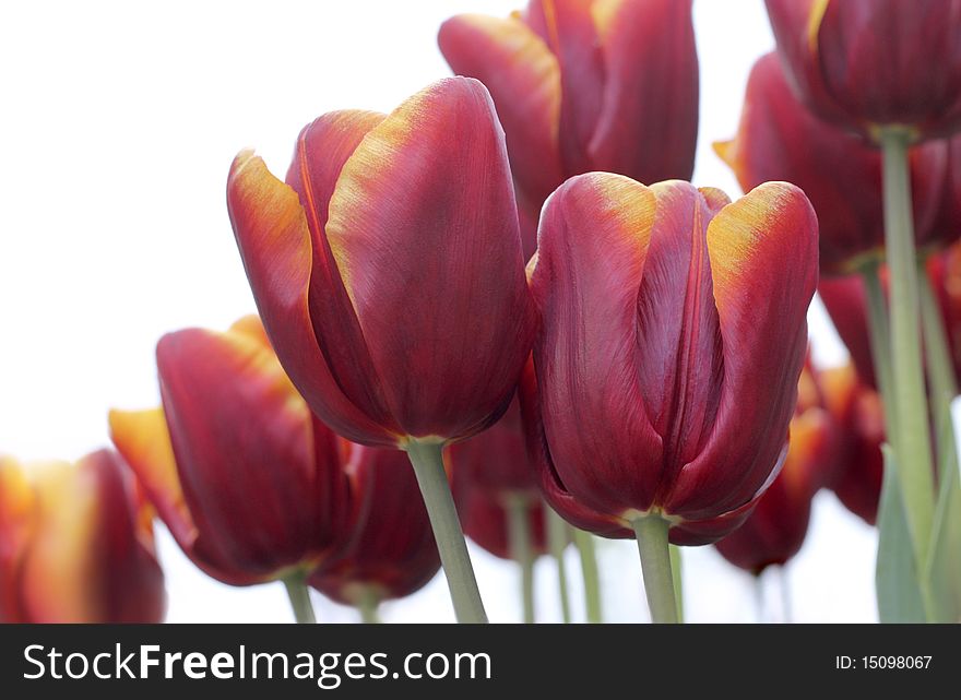 Red-orange tulips close-up against white background