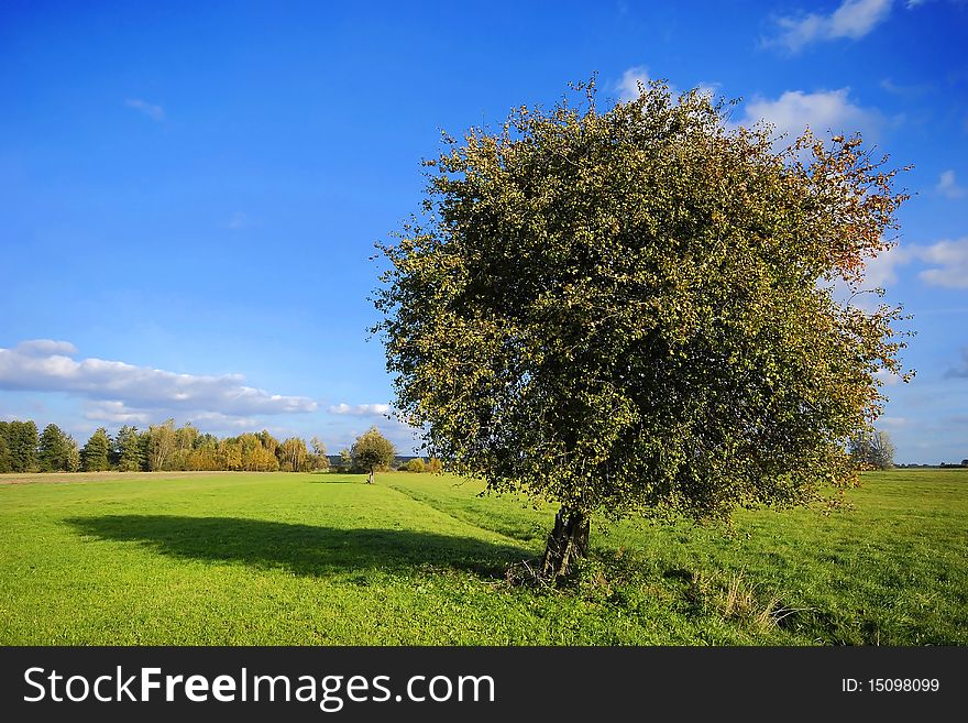 Landscape with pearwood on the meadow into a sunny day. Landscape with pearwood on the meadow into a sunny day