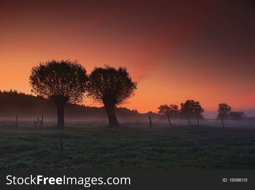 Willows on the meadow at sunrise. Willows on the meadow at sunrise