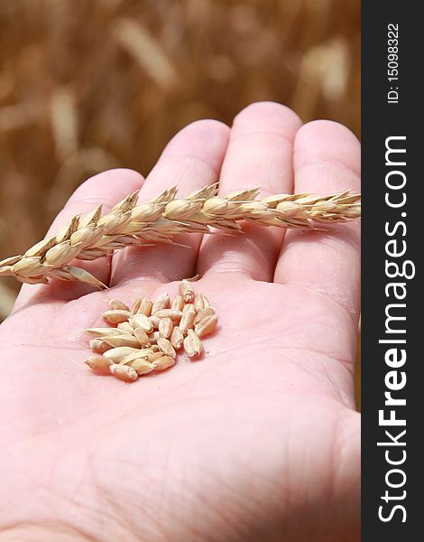 Farmer holding grain