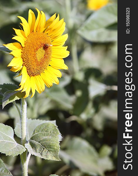 Sunflower and Bee in Sunflower Field