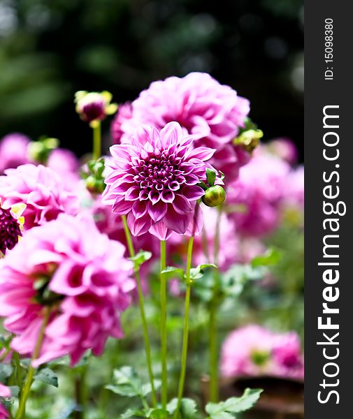 A field of flowers that grows in the Northern Thailand. A field of flowers that grows in the Northern Thailand.