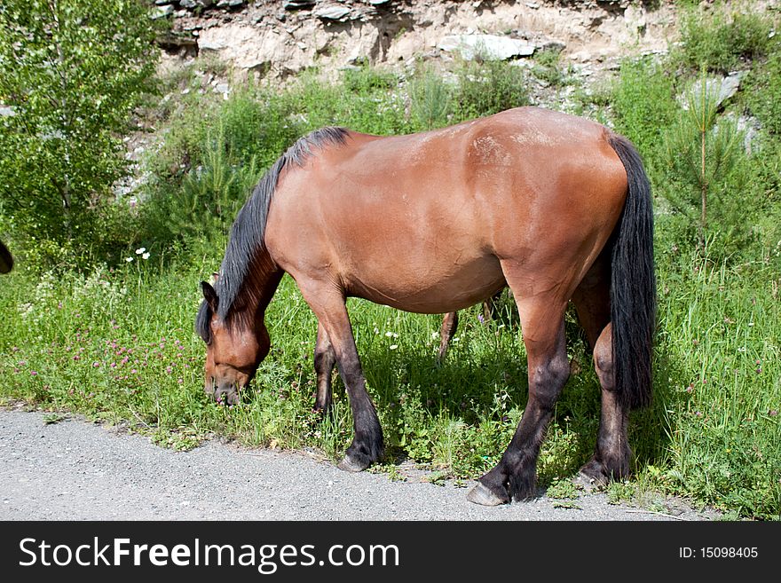 Portrait of grazed horse against mountain landscape. Altai. Portrait of grazed horse against mountain landscape. Altai