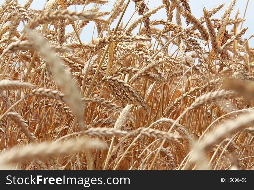 Yellow grain ready for harvest growing in a farm field. Yellow grain ready for harvest growing in a farm field