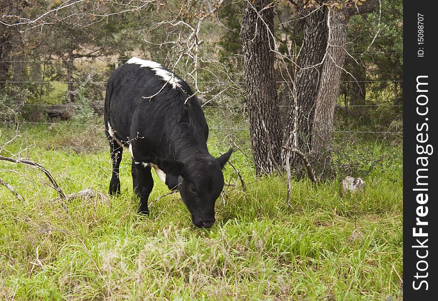 Black and White steer grazing in a pasture