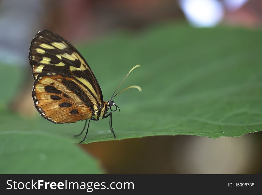 Exotic Butterfly On Leaf