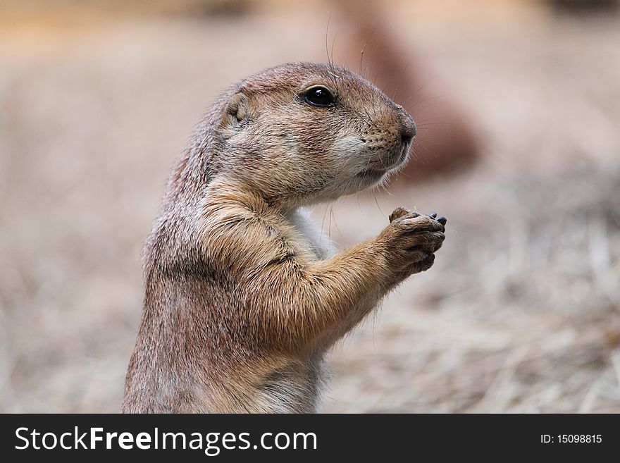 Profile portrait of a wild groundhog eating. Profile portrait of a wild groundhog eating