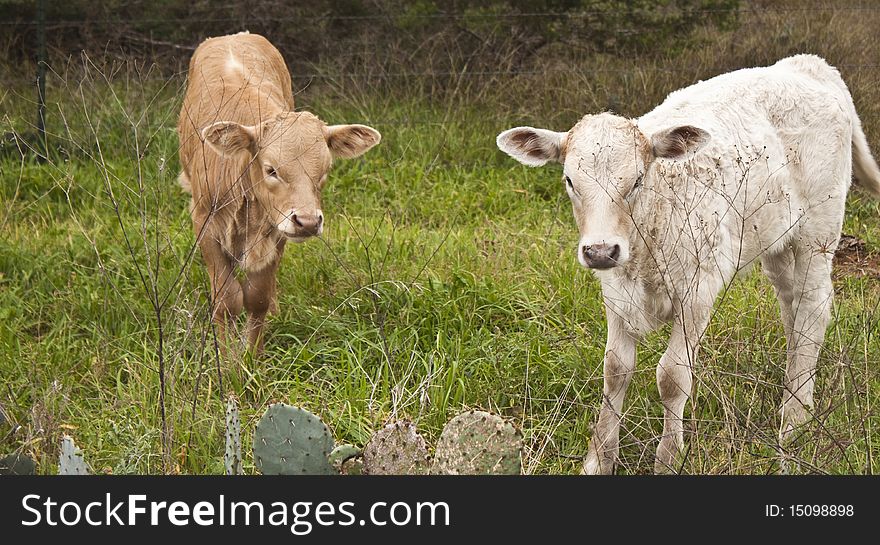 Two calves grazing in a pasture