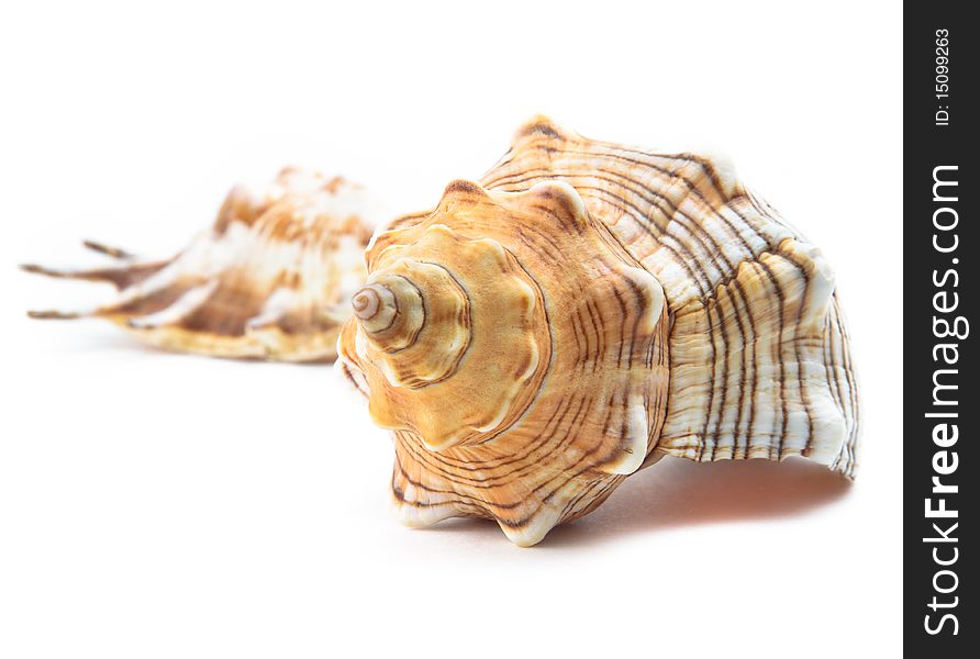 Sea unusual cockleshell on a white background