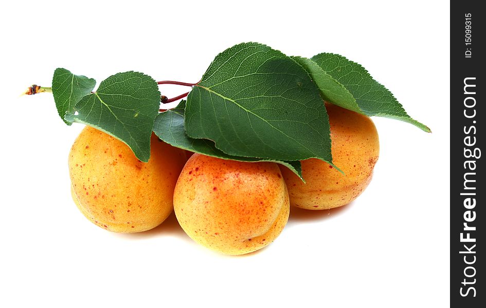 Apricot