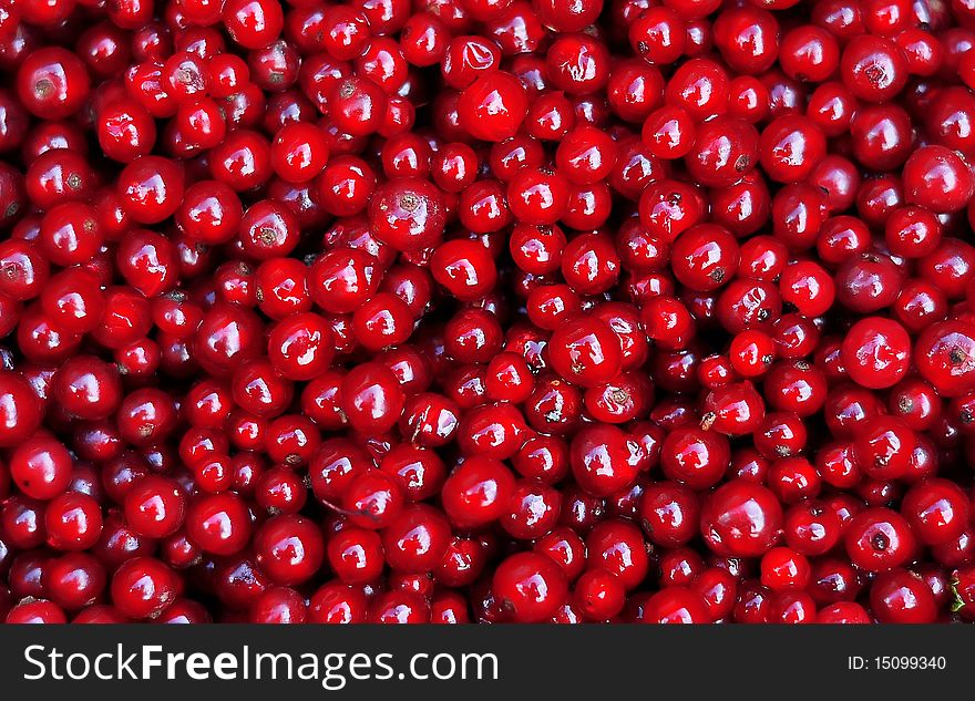 Closeup, macro view of a bucket full of redcurrants. Closeup, macro view of a bucket full of redcurrants.