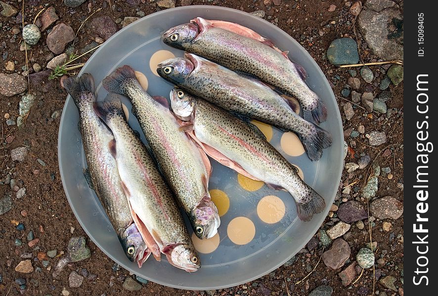 A rainbow trout waiting in dish, to be fried.