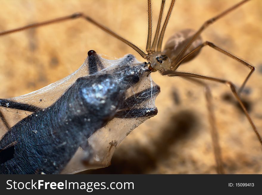 Frail, but very dangerous spider eats its victim. Frail, but very dangerous spider eats its victim