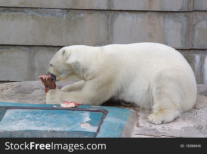 White big bear in zoo eating meat. White big bear in zoo eating meat