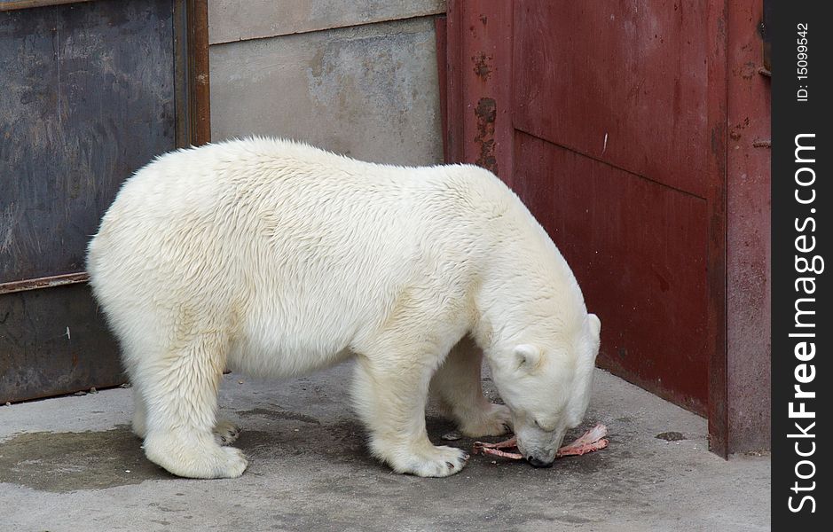 White big bear in zoo eating meat. White big bear in zoo eating meat