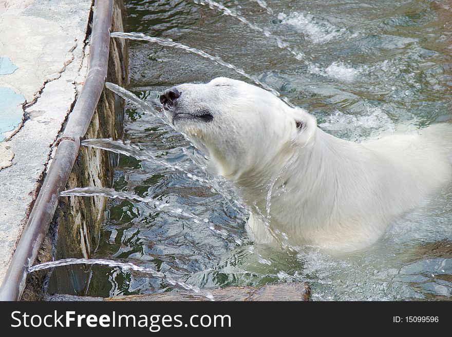 White big bear in zoo eating meat. White big bear in zoo eating meat