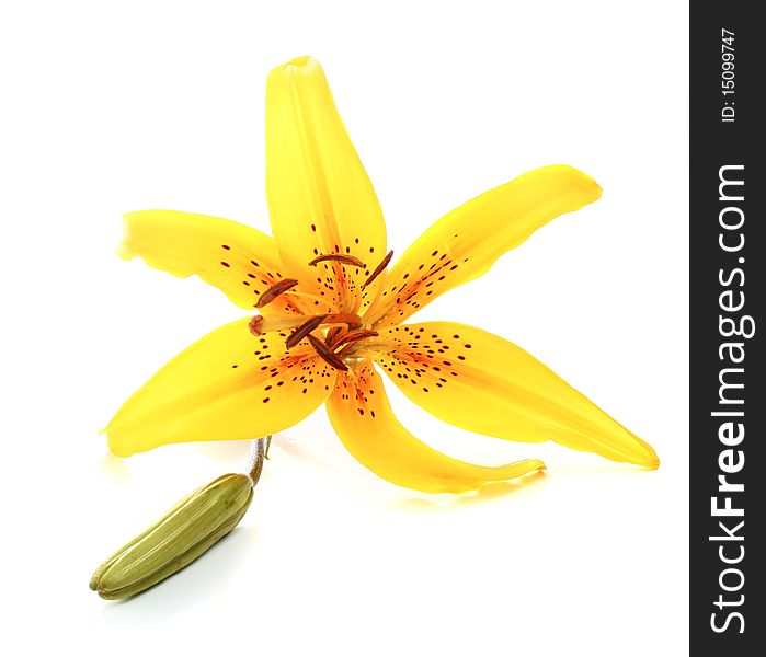 Yellow lily isolated on white background