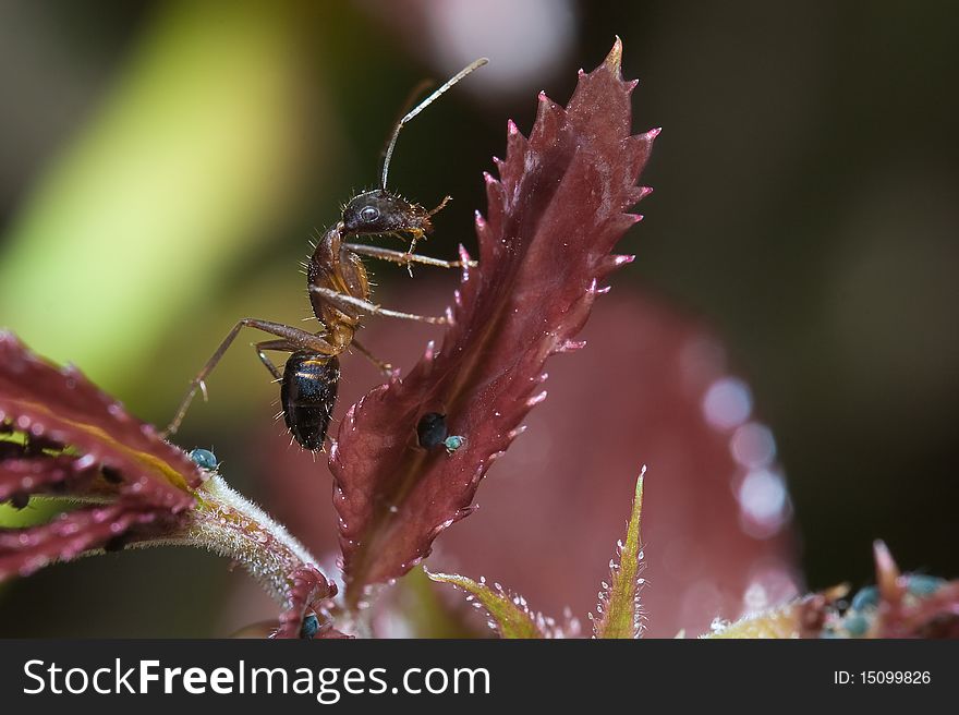 An ant on a leaf posing for a photo