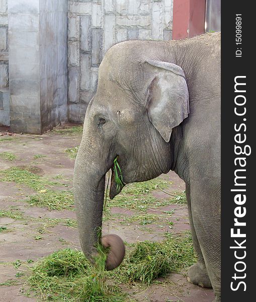 Big grey elephant in zoo. Nature, animal