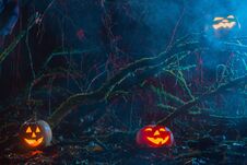 Halloween Pumpkins In Night Forest Stock Photography