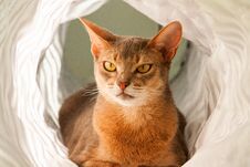 Abyssinian Cat. Close Up Portrait Of Blue Abyssinian Female Cat, Sitting On White Background. Stock Images
