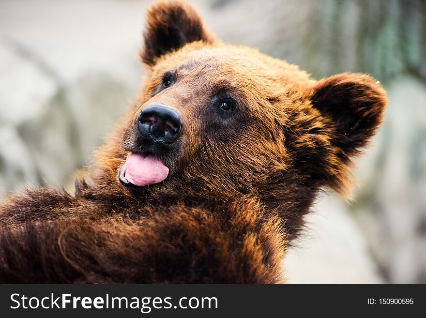 Portrait of young brown bear