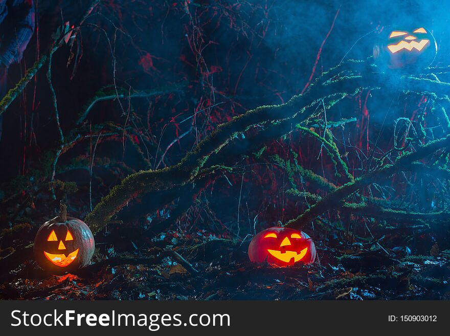 Halloween pumpkins in night magic forest. Halloween pumpkins in night magic forest