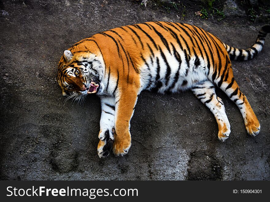 Beautiful Amur Tiger