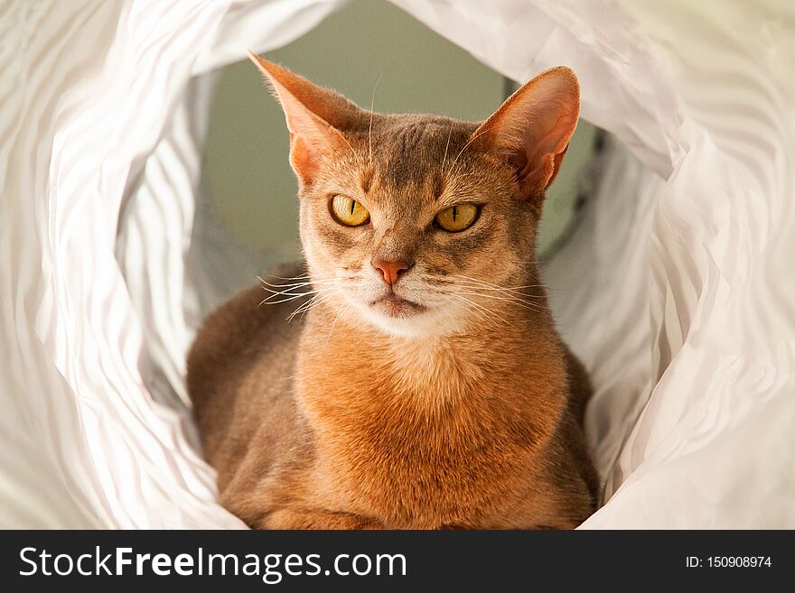 Abyssinian cat. Close up portrait of blue abyssinian female cat, sitting on white background.