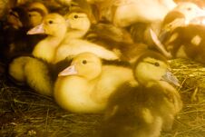 Free Many Small Domestic Ducklings On The Poultry Yard Walk On The Grass On The Farm. Economy Stock Photos - 150910083