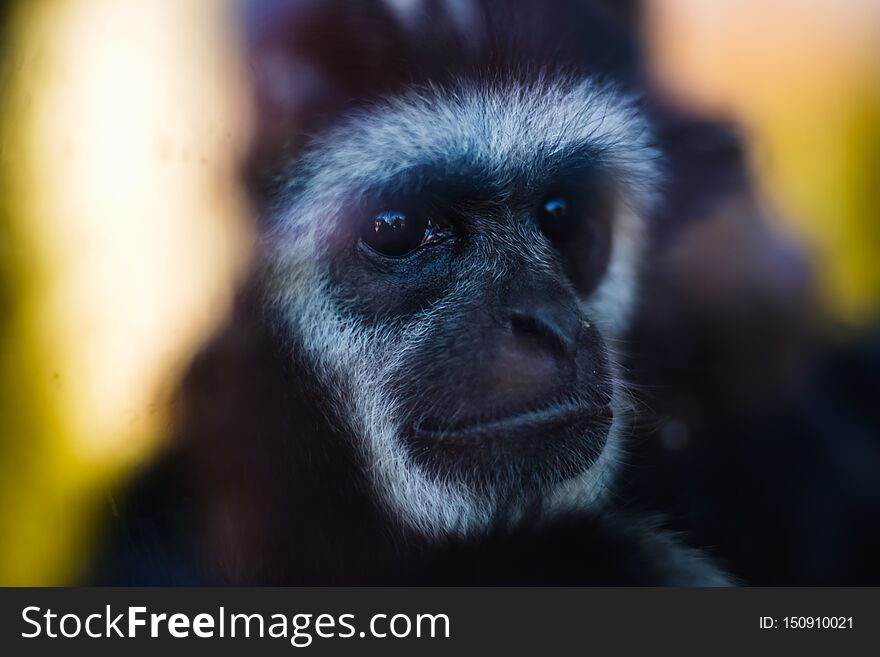 Animal monkey gibbon closeup face black primate, wildlife. Animal monkey gibbon closeup face black primate, wildlife