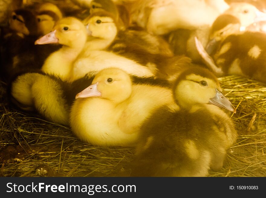 Many small domestic ducklings on the poultry yard walk on the grass on the farm. economy