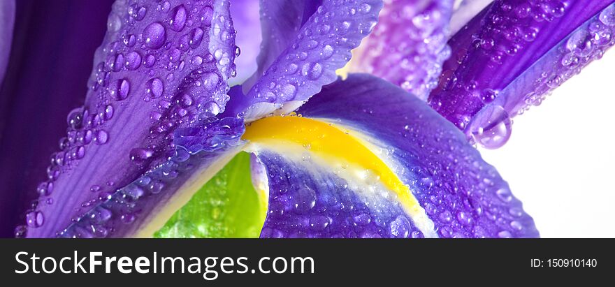 Image Of Beautiful Flowers Closeup