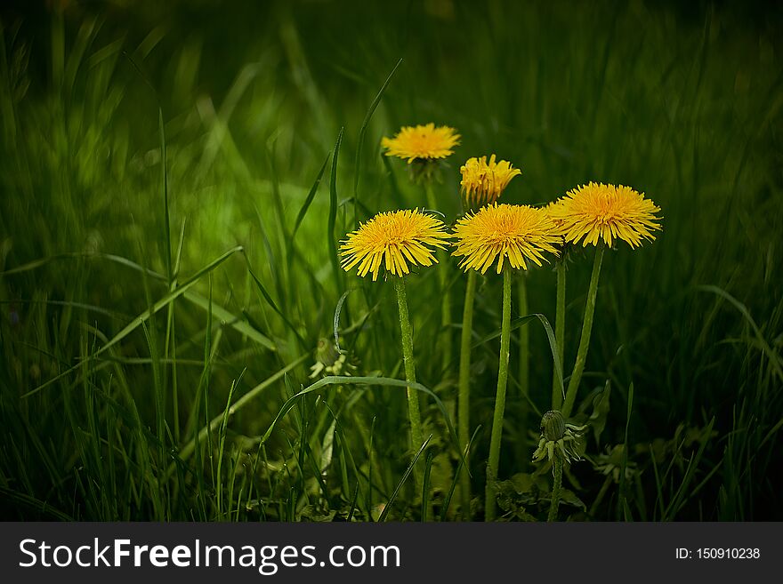 Yellow dandelions in the green grass