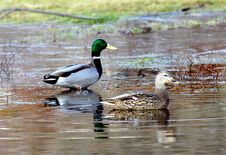 Mallard Ducks Royalty Free Stock Photography