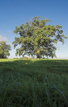 Meadow After Sunrise Stock Photography Meadow After Sunrise Stock Photography