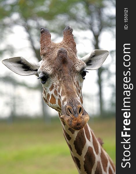 A closeup of a giraffe looking at you. A closeup of a giraffe looking at you