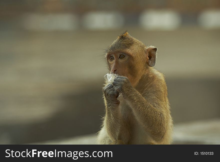Lonely monkey living on street in lopburi  town, Thailand