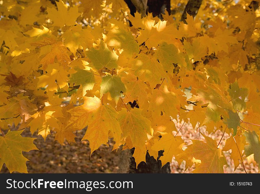 Fall foliage in Marion County, South Carolina. Fall foliage in Marion County, South Carolina.
