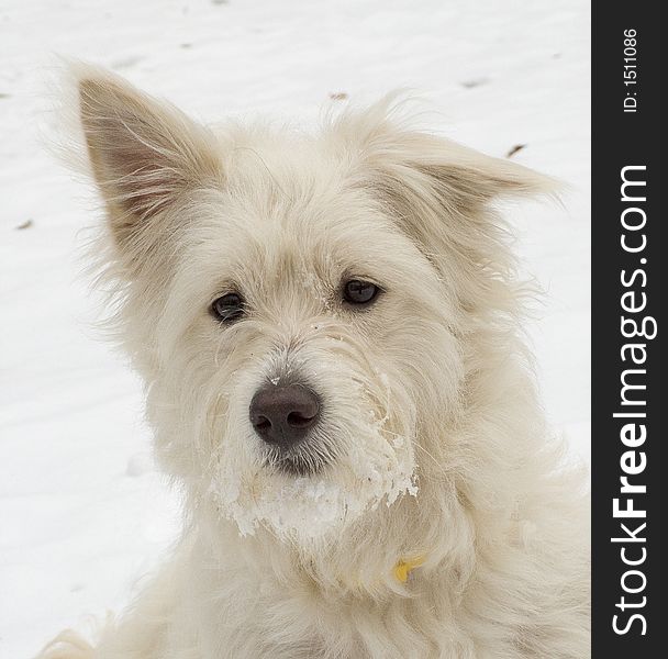 White dog at snow шт the winter