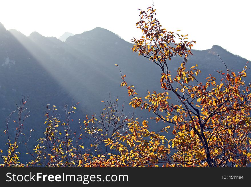 Sunlight on mountain and leaves in autumn. Sunlight on mountain and leaves in autumn